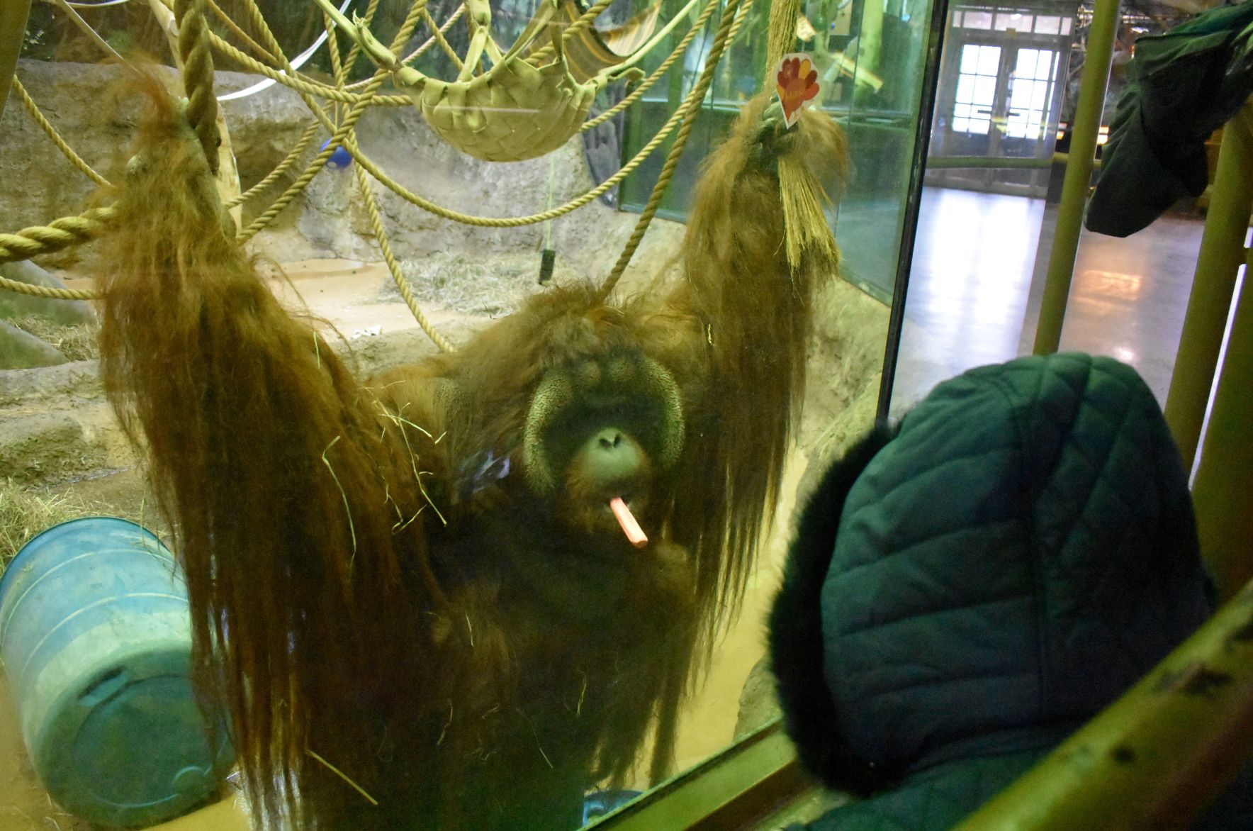 Max the orangutan